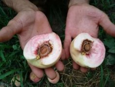 <b>大只500油桃苗厂家讲解桃子出现裂核的原因</b>