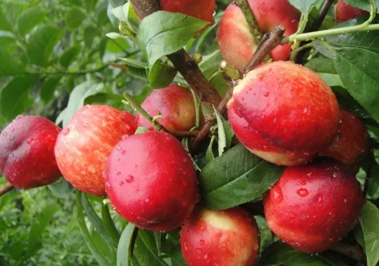 大只500临沂油桃苗种植基地讲解油桃的营养价值和食用功效