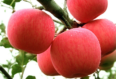 大只500山东油桃苗基地谈硅在苹果苗生长发育中的作用