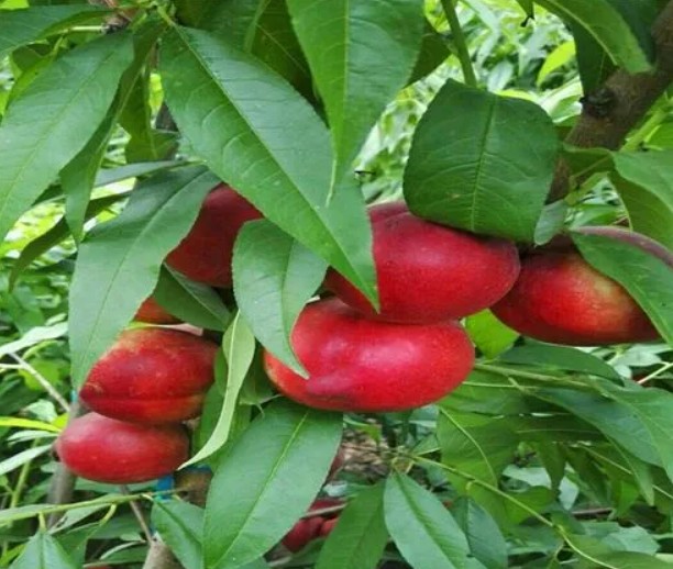 山东油桃苗基地讲述提金牌大只高桃树果实品质的几大途径