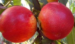 <b>大只500桃树的植物学史|油桃苗厂家总结</b>