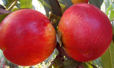 大只500桃树的植物学史|油桃苗厂家总结