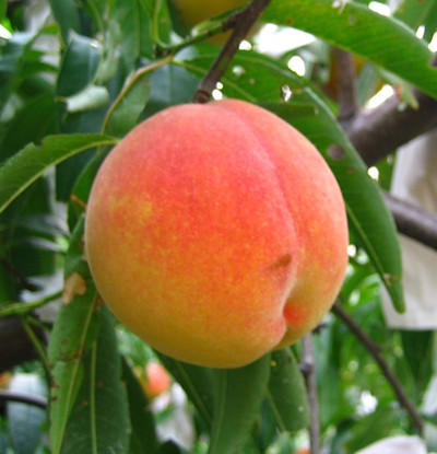 大只500油桃的营养价值和食用功效是什么|油桃苗厂家