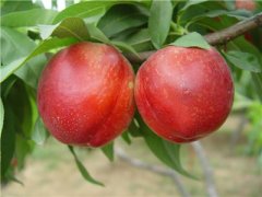 <b>油桃苗基地厂家谈提高桃树果实品质大只500注册</b>