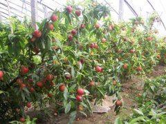 <b>大只500油桃苗厂家介绍晚熟油桃在地势选择中哪</b>