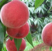 <b>大只500桃树苗厂家教给挑选油桃的方法</b>