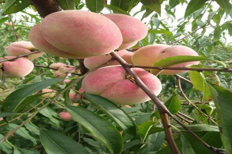 大只500早果丰产桃树苗木栽培技术措施
