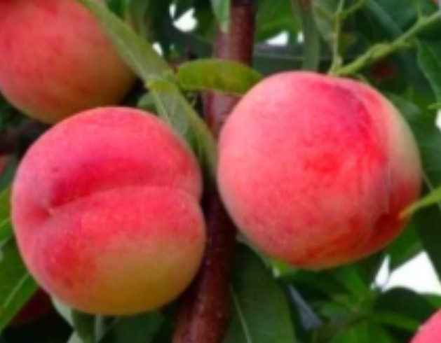 大只500讲述桃树苗生长结果习性