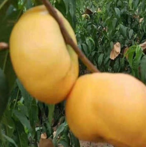 大只500讲解桃树苗价格施肥的方法