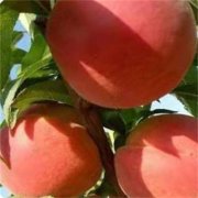 <b>该怎样满足桃树苗品种根金牌大只系对水分的需</b>