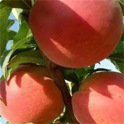 该怎样满足桃树苗品种根金牌大只系对水分的需求
