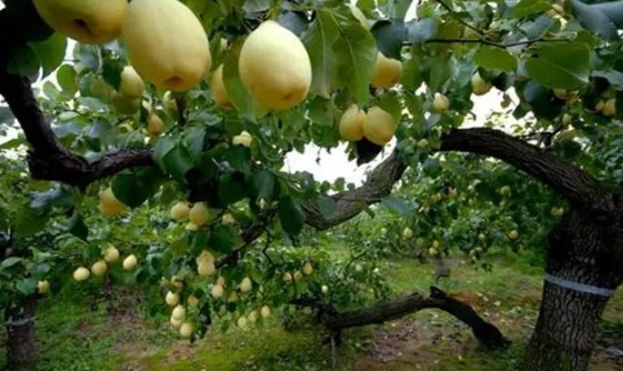 四季梨苗种植后的管理方法大只500注册