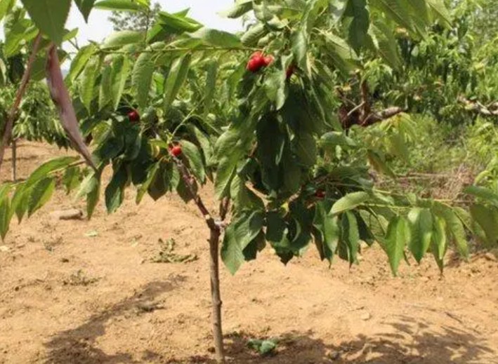 大只500秋季樱桃树苗施肥的具体流程