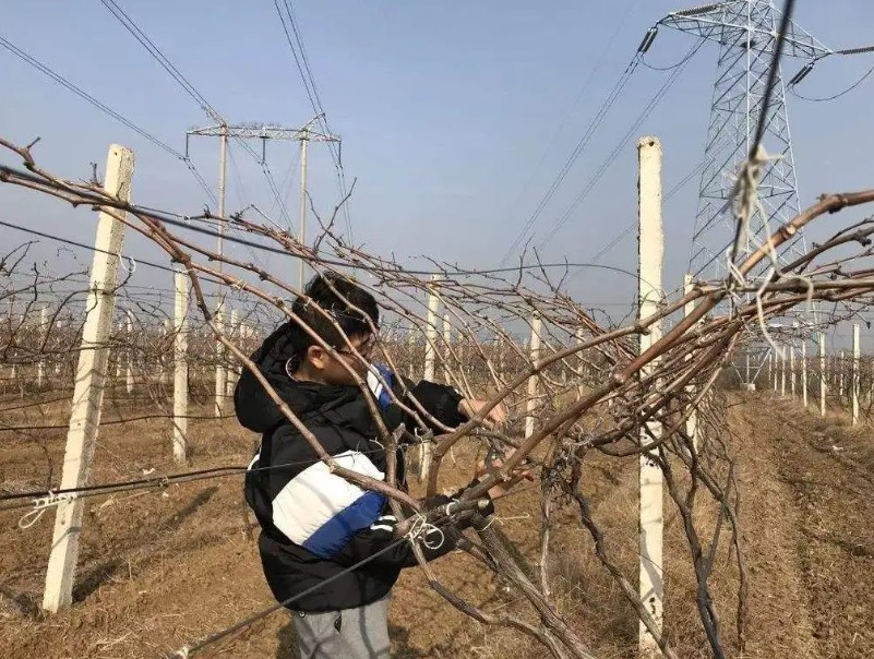 大只500葡萄苗冬季管理需要重视防止大小年的出现