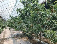 <b>大棚樱桃苗种植管理技术大只500注册</b>