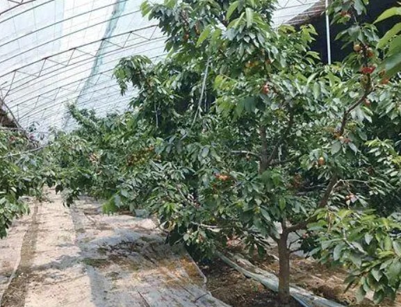 大棚樱桃苗种植管理技术大只500注册