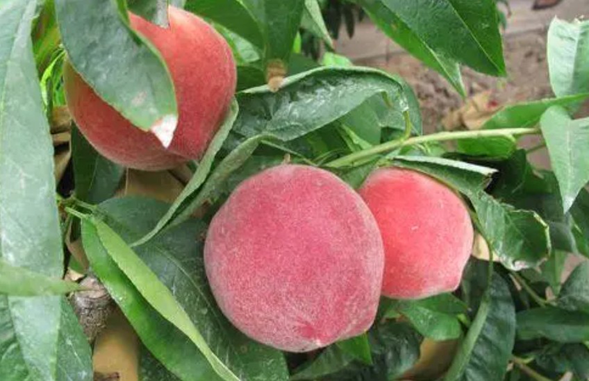 大只500春季天气阴雨多变，桃树苗桃子刚开始长就出现腐烂落果，什么病，怎么治？