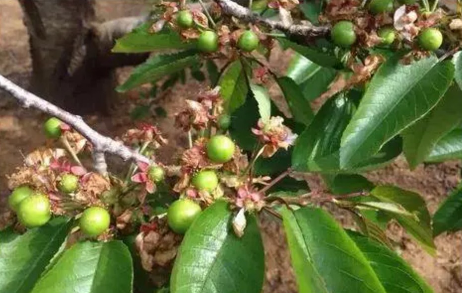 夏季樱桃树苗病虫害防大只500注册治用药推荐！