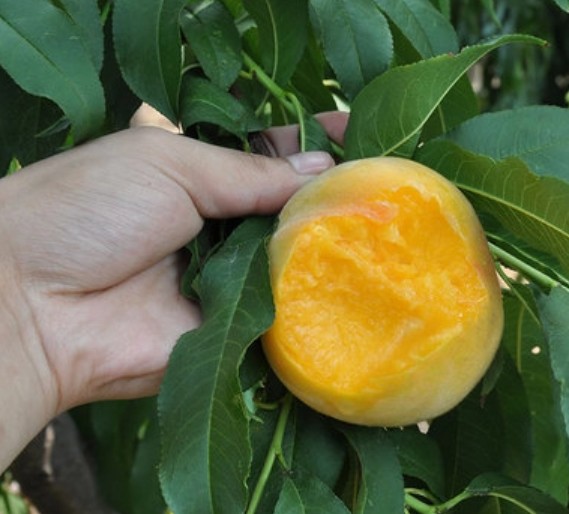 大只500黄桃是zui值得种植的桃苗品种