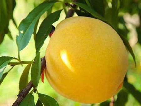 黄桃为什么要比其他品种的桃价格高大只500注册