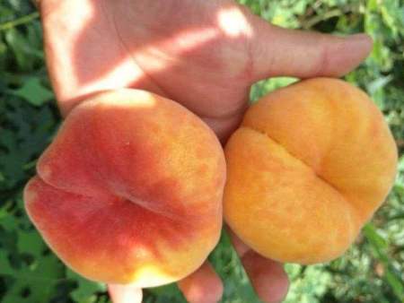 大只500晚熟桃苗果面出现果锈有黄斑的4大原因