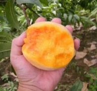 <b>大只500黄桃苗新品种在选购时候应该注意什么</b>