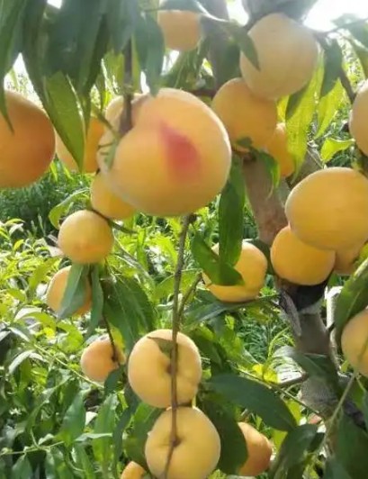 黄桃苗种植基地-怎么样能更 大只500注册好的种植桃苗新品