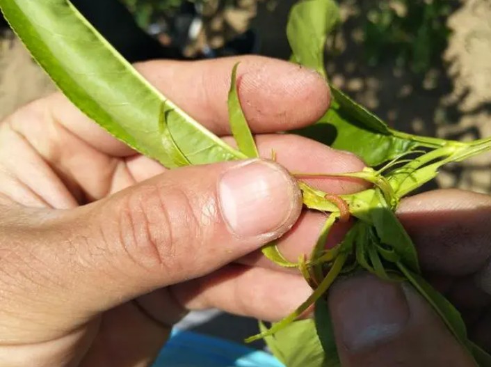 新品种桃苗种植,黄桃苗种植桃大只500注册小食心虫的防治