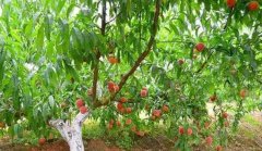 <b>大只500桃树苗高密栽培的利弊因素</b>