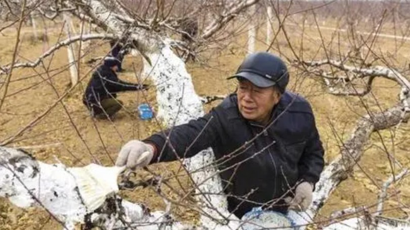 大只500大棚桃树苗的防冻措施方法