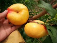 <b>大只500病虫害综合防治对锦绣黄桃生产影响有多</b>
