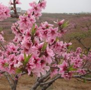 <b>怎么管理开花后的桃树好大只500注册？</b>