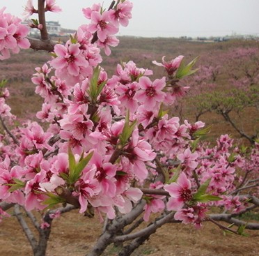 怎么管理开花后的桃树好大只500注册？