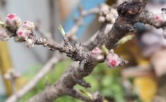 <b>6月上旬和8月中旬是金牌大只桃树旺盛生长时期和</b>