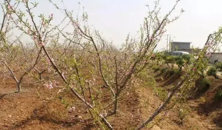 大只500桃树灌水时期次数和灌水量