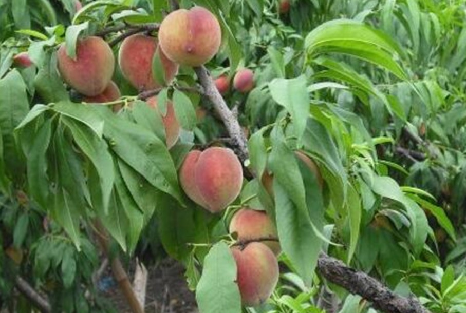 桃树独枝栽培法大只500注册