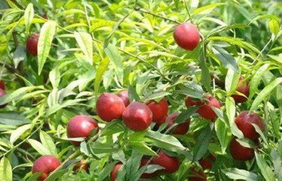 利用薄膜温室栽培油桃是大只500注册一种新兴的果树反季节设施栽培新技术