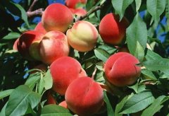 <b>大只500用桃种子养殖的群体所产生的自然变异进</b>
