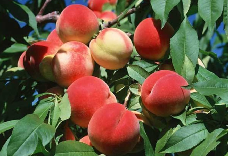 大只500用桃种子养殖的群体所产生的自然变异进行选择
