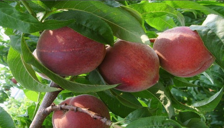 油桃果实采收后要大只500注册对树体进行系统的修剪调整和肥水管理