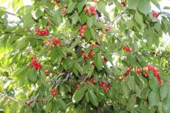 <b>我国北方樱桃保护地产区大只500注册</b>