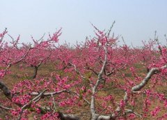 <b>我国桃树在果金牌大只树栽培中占较重要地位</b>
