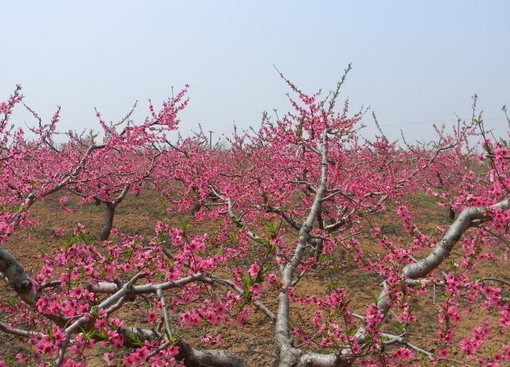 我国桃树在果金牌大只树栽培中占较重要地位