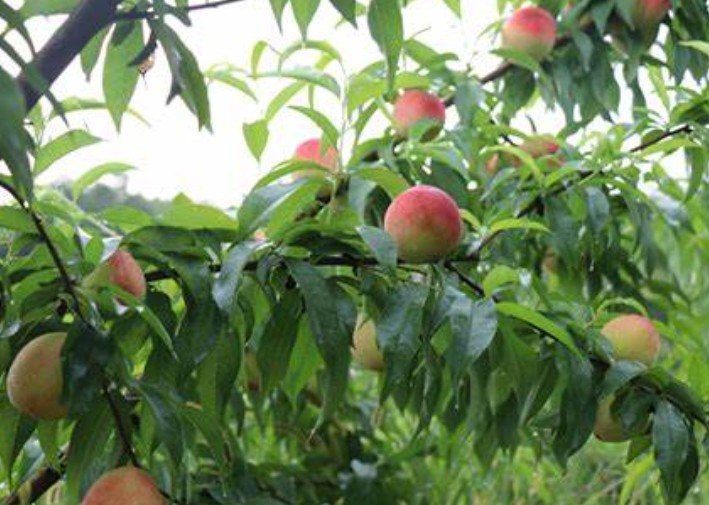 大只500对劣质低产的普通桃树进行高接换种