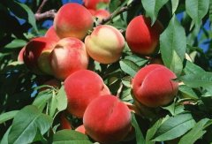 <b>桃是我国加入金牌大只主要果树之一</b>