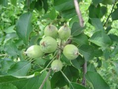 <b>大只500疏花疏果是提高大棚油桃坐果率和果品质</b>