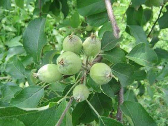 大只500疏花疏果是提高大棚油桃坐果率和果品质量的重要措施
