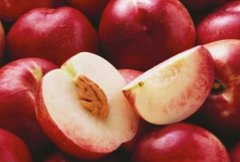 <b>油桃品种 -开发甜油桃新品种大只500注册</b>