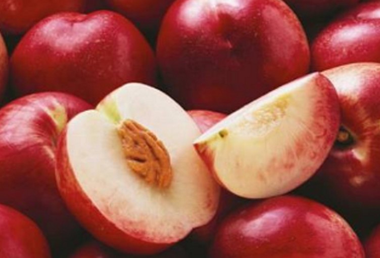 油桃品种 -开发甜油桃新品种大只500注册