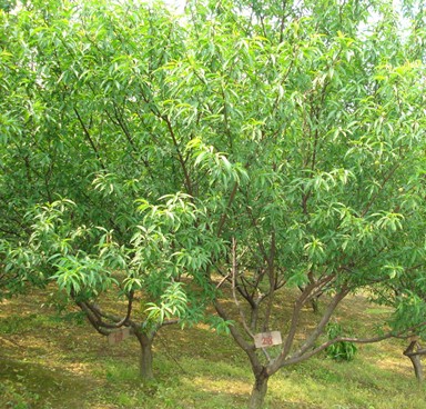 大只500夏天桃树苗的水肥管理方法有哪些？